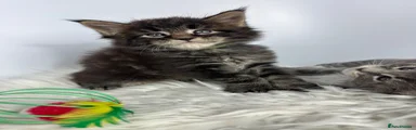 Maine Coon 3