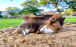 Guinea Pig rodents for sale: Long haired Guinea Pigs For Sale - Image 23