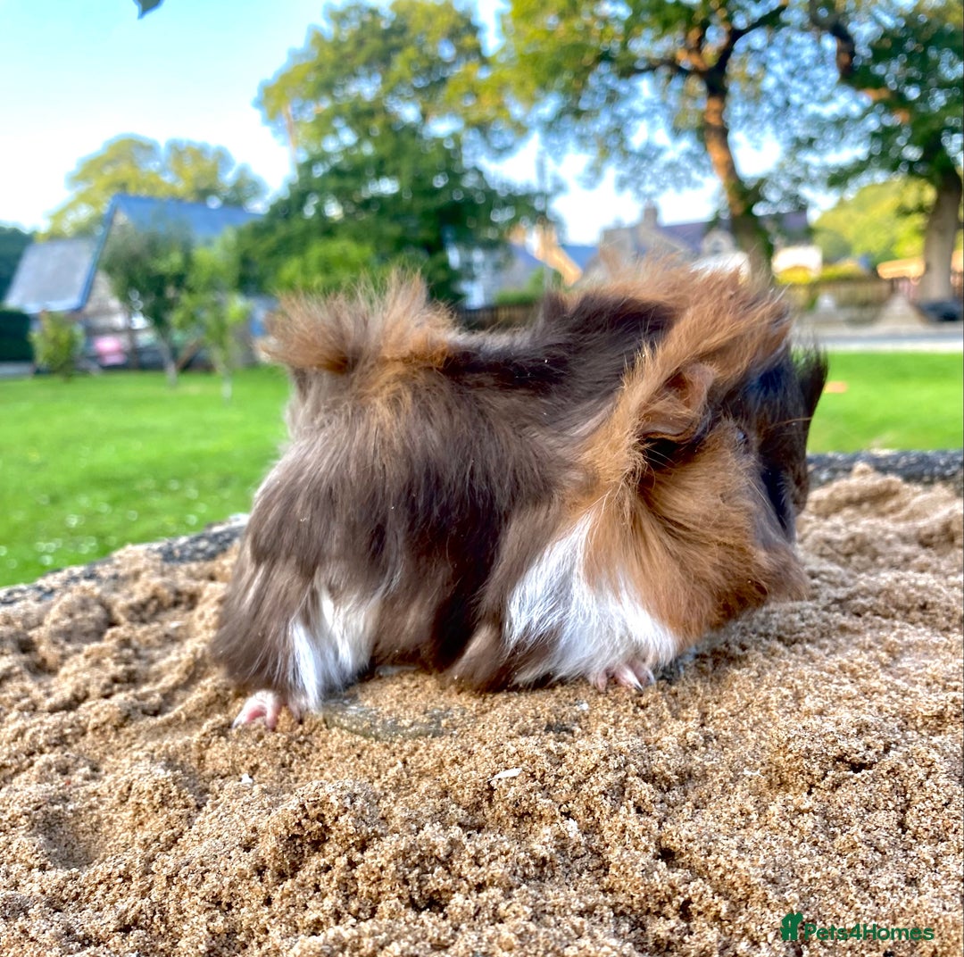 Guinea Pig rodents for sale: Long haired Guinea Pigs For Sale - Image 23