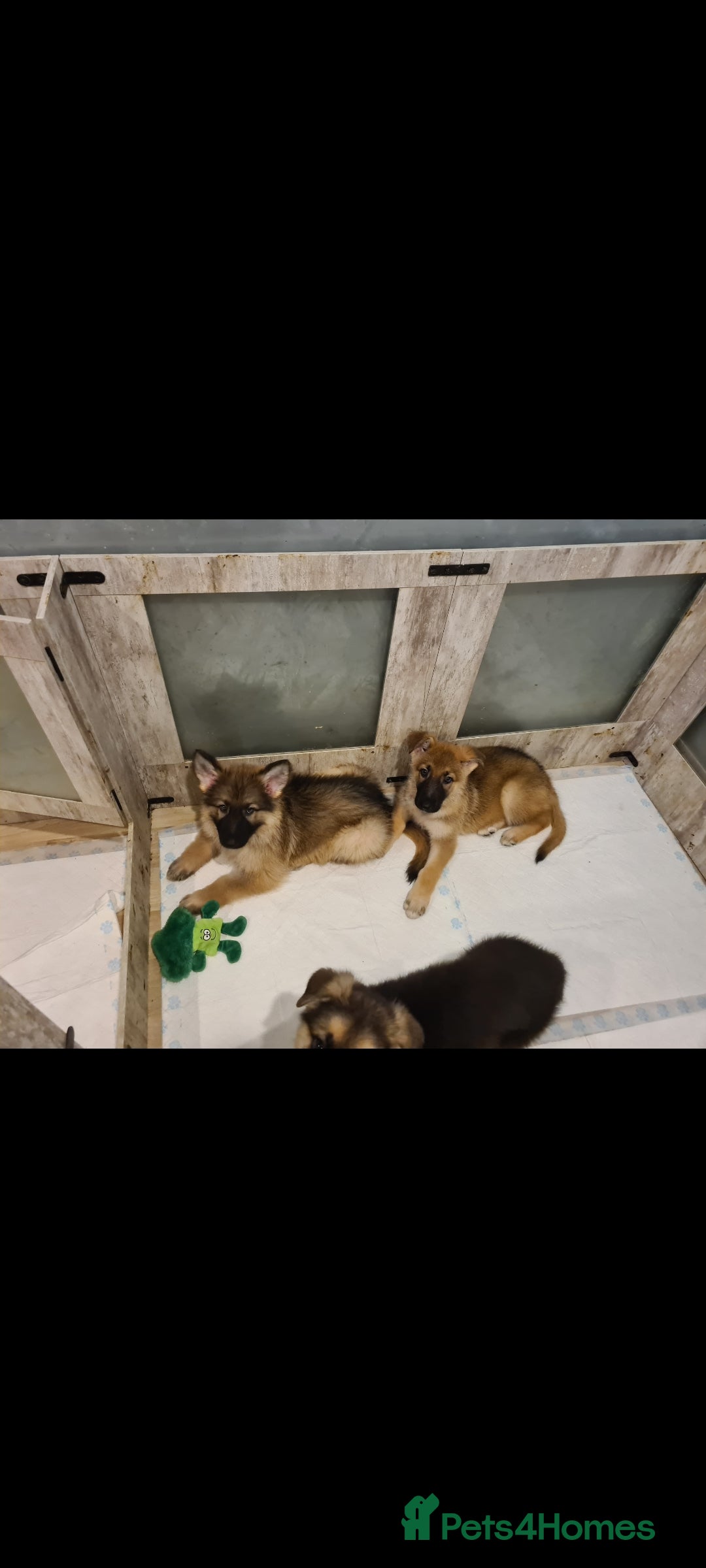 German Shepherd dogs for sale: 🐾Adorable 8-Week-Old German shepherd puppies🐾 - Image 6