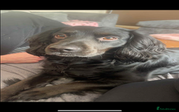 Cockerdor dogs for sale: 2025 litter (November)  - Image 3