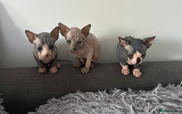 Sphynx cats for sale: Amazing colour Sphynx - Image 1
