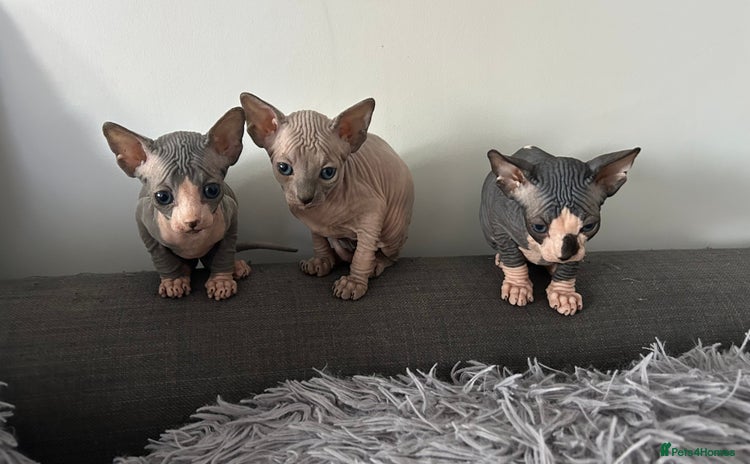 Sphynx cats - Advert 3