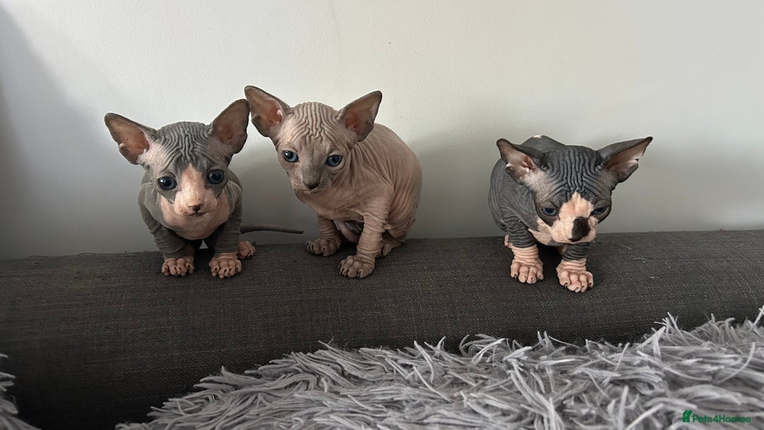 Sphynx cats for sale: Amazing colour Sphynx - Image 1