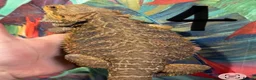 Bearded Dragon reptiles for sale: Bearded dragons - Advert 2
