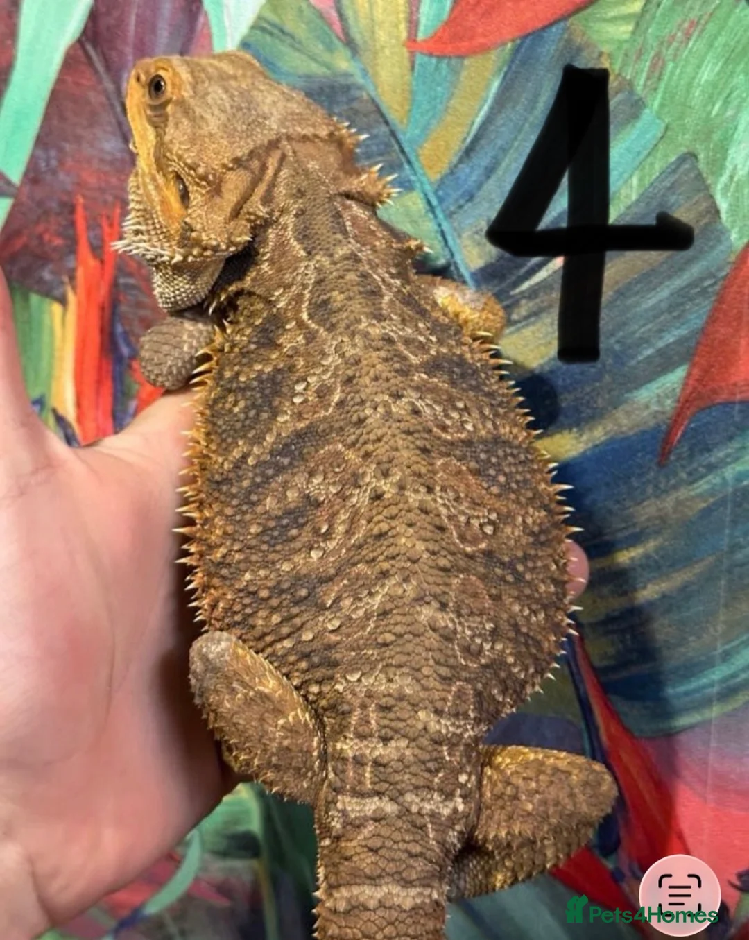 Bearded Dragon reptiles for sale: Bearded dragons - Advert 2