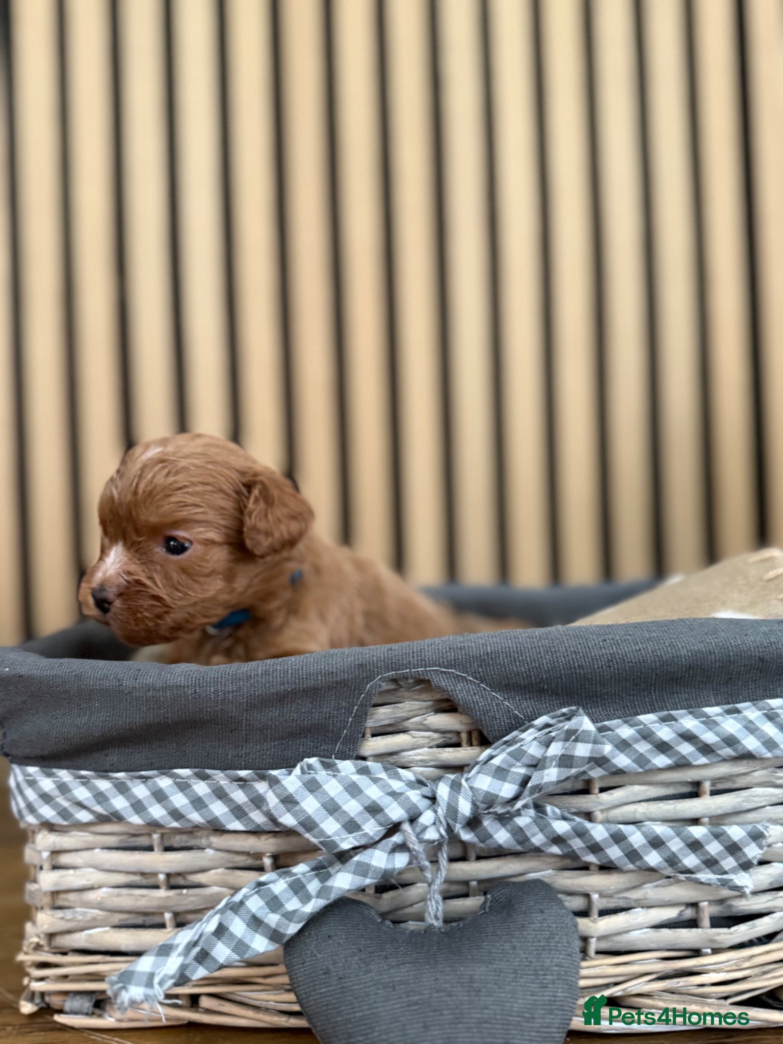 Cavapoo dogs for sale: Stunning F1 Ruby Red Cavapoos - Advert 8