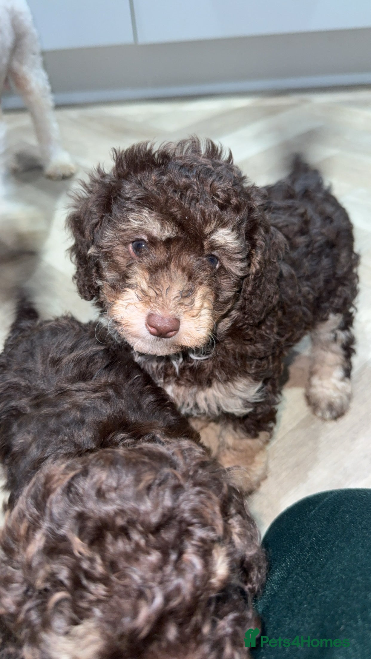 Toy Poodle dogs Chocolate phantom non fading toy poodles  - Advert 12