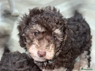 Toy Poodle dogs Chocolate phantom rare colour toy poodles KC REG - Advert 16