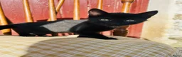 Mixed Breed cats for sale: *READY NOW* 3 Beautiful Black Kittens  - Advert 28