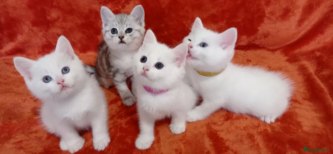 British Shorthair cats for sale: British shorthair Ragdoll mix - Advert 22