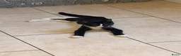 Mixed Breed cats for sale: Adorable kittens rehome ASAP - Advert 19