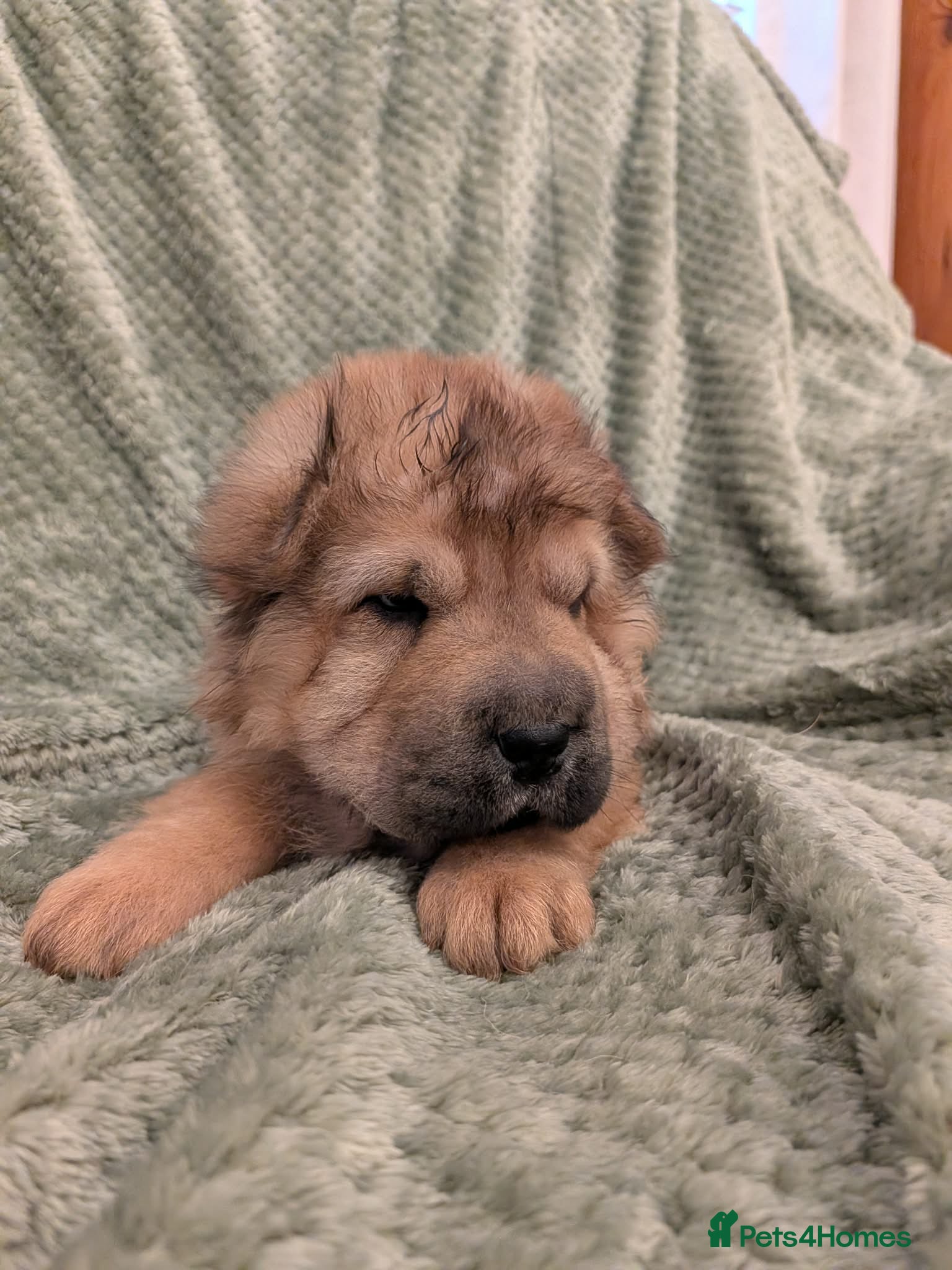 Shar Pei dogs ONLY 3 PUPPIES LEFT! BEAUTIFUL Shar Pei puppies  - Advert 15