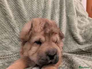 Shar Pei dogs ONLY 3 PUPPIES LEFT! BEAUTIFUL Shar Pei puppies - Advert 15