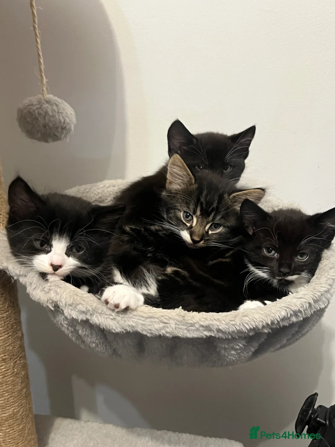 Mixed Breed cats for sale: 🐾 Adorable Kittens Looking for Loving Homes 🐾 - Advert 12