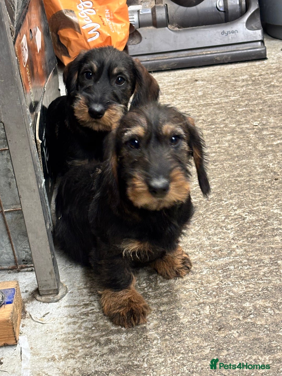 Dachshund dogs for sale: Ready now standard Wirehair dachshund (teckel)  - Advert 26