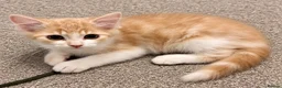 Ragdoll cats for sale: Ragdoll cross Norwegian Forest Ginger Male Kitten - Advert 2