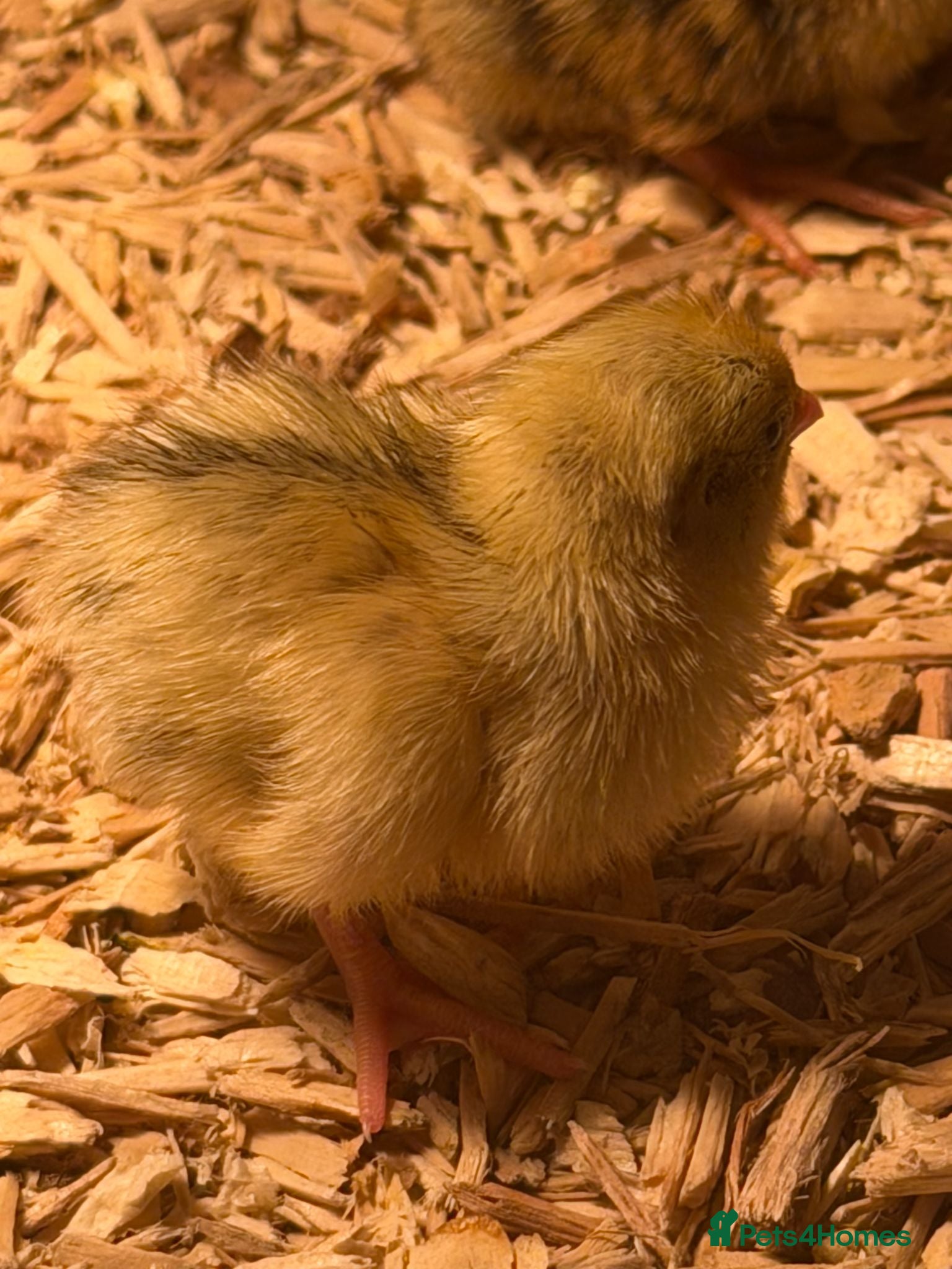Chickens poultry HOME-FARM BRED MIXED BREED BABY CHICKS 🐣 - Advert 1