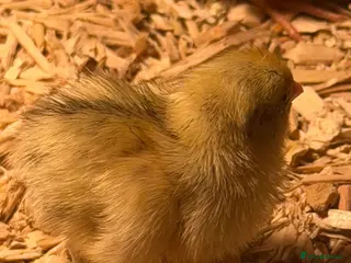 Chickens poultry for sale: HOME-FARM BRED MIXED BREED BABY CHICKS đŁ - Advert 1