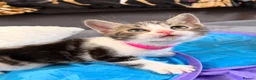 Mixed Breed cats for sale: Beautiful 7 kittens looking for forever homes - Advert 18