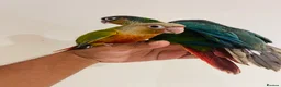 Conures birds for sale: Conure for sale - hand reared babies  in Milton Keynes - Advert 18