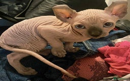 Sphynx cats for sale: Little pink girl  - Image 2