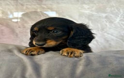 Miniature Dachshund dogs for sale: Miniature dachshund puppies  - Image 30