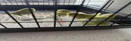Budgerigars birds for sale: 4 baby budgies  - Advert 5