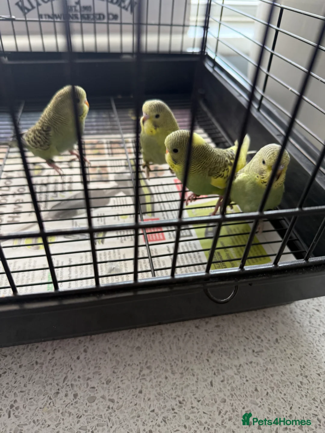 Budgerigars birds for sale: 4 baby budgies  - Advert 5