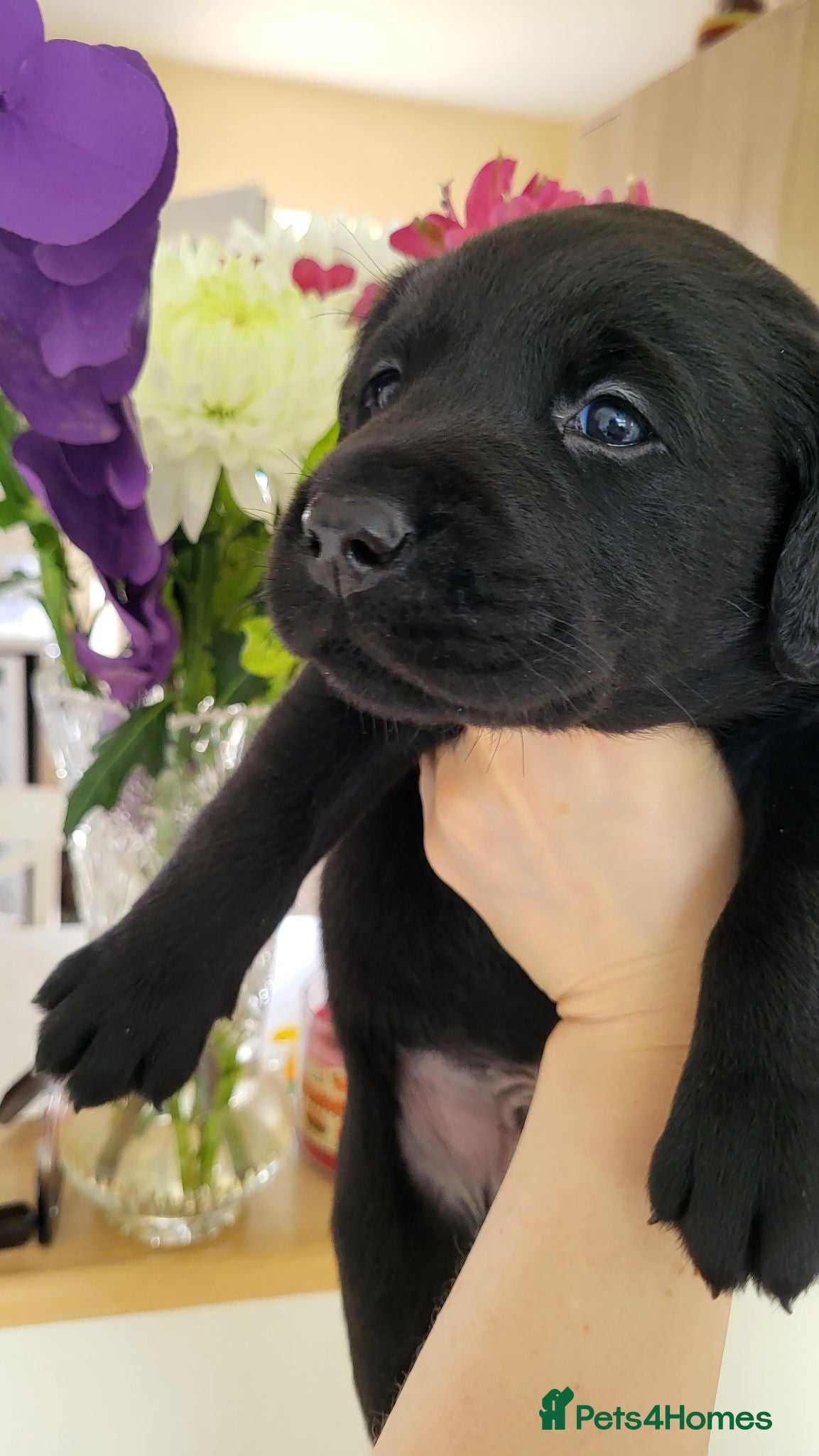 Labrador Retriever dogs Black KC Labrador Puppy BOY waiting for his family - Advert 2