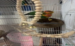 Lovebirds birds for sale: 2 fischers love birds + cage+extras  - Image 1