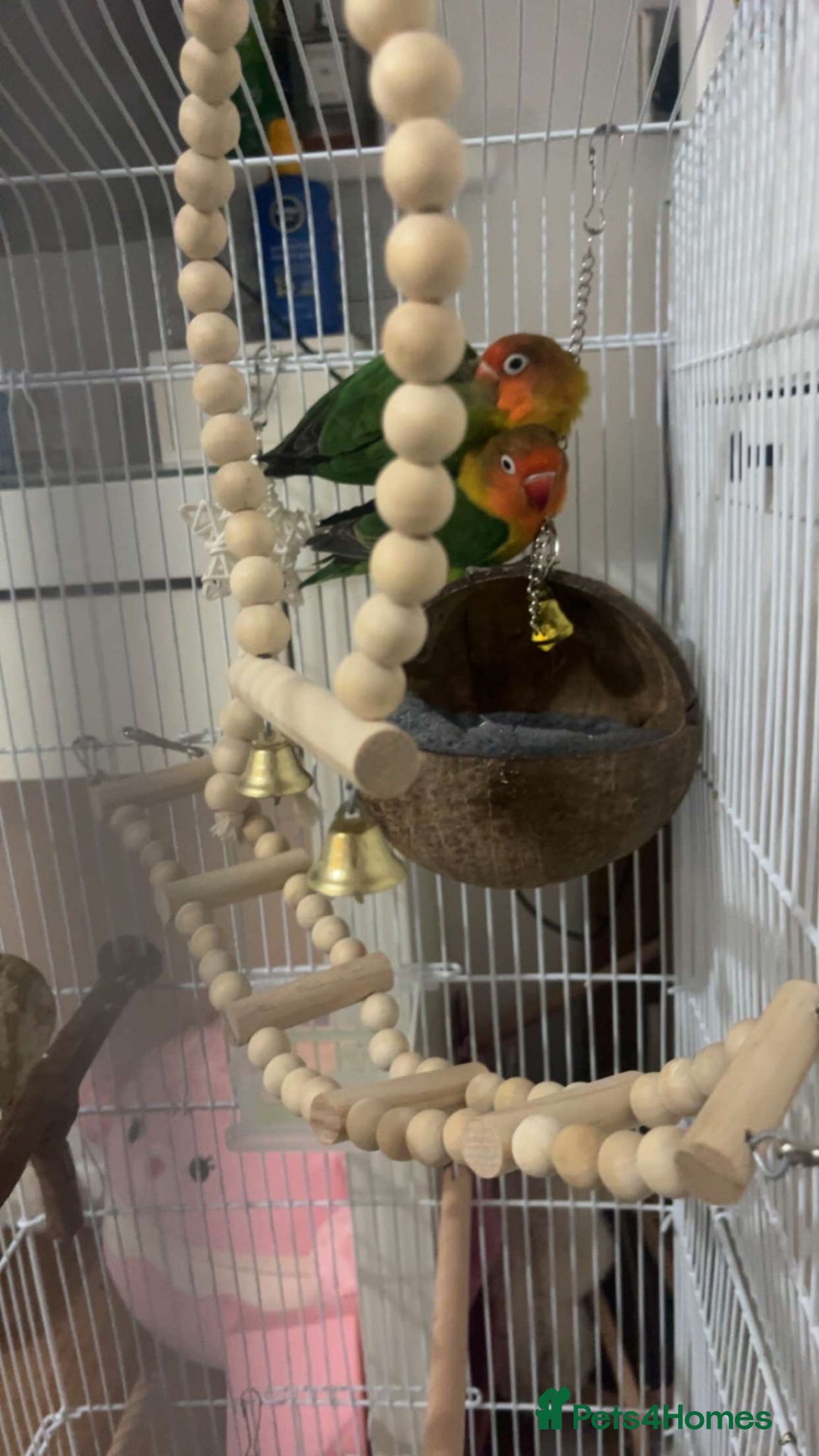 Lovebirds birds for sale: 2 fischers love birds + cage+extras  - Image 1