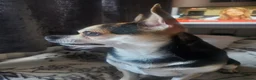 Pomchi dogs for sale: Bruce  - Advert 8