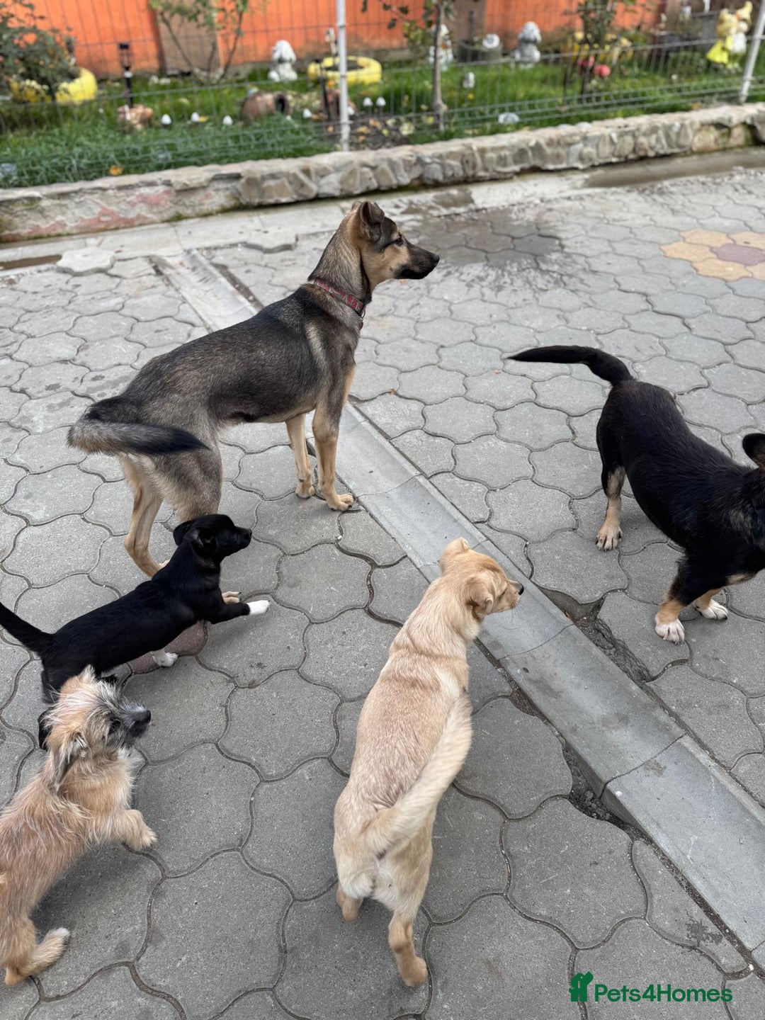 Mixed Breed dogs for adoption: MOCHI – a Superb young Girl for a Loving Home - Advert 8