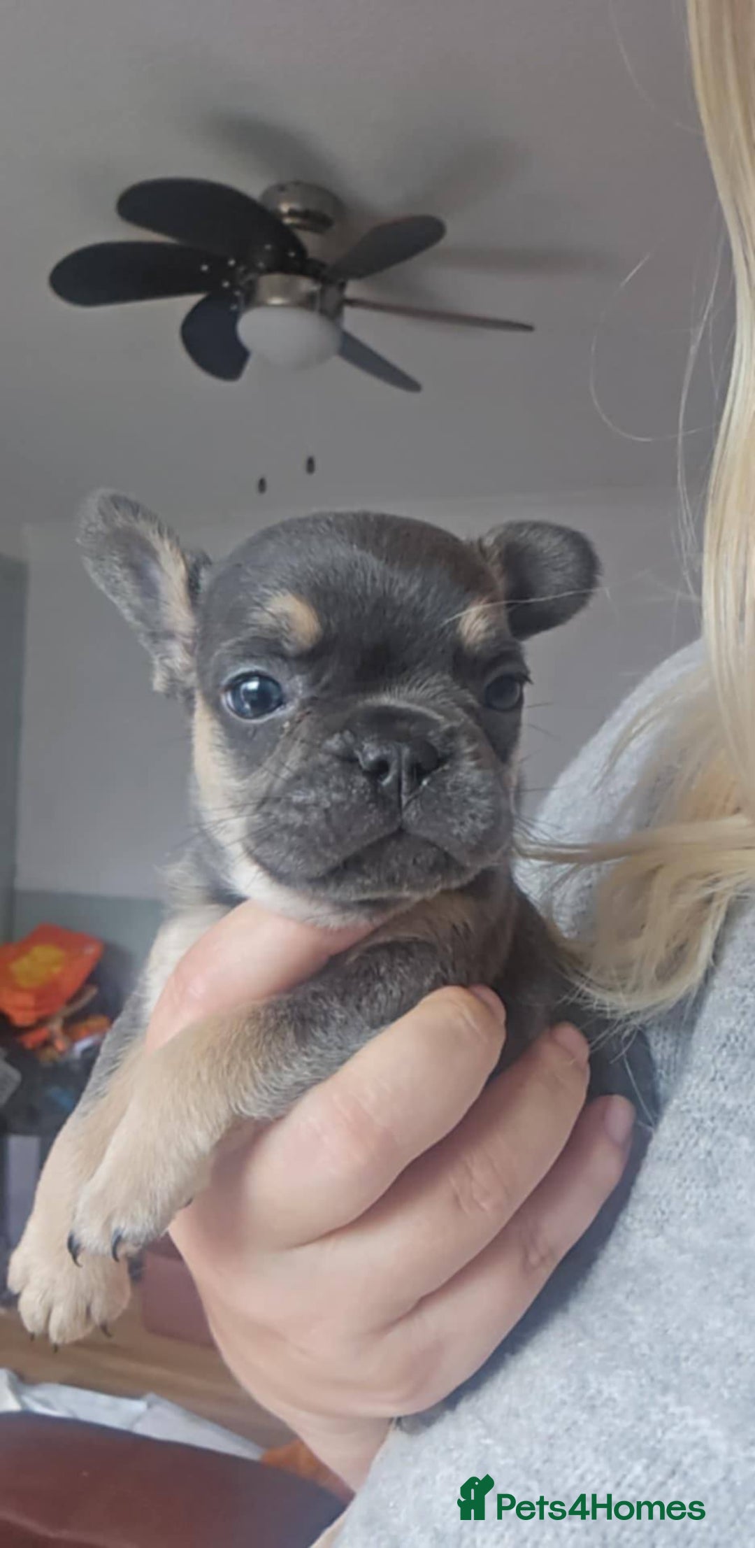 French Bulldog dogs for sale: Last little boy, L4 carrier - Advert 7