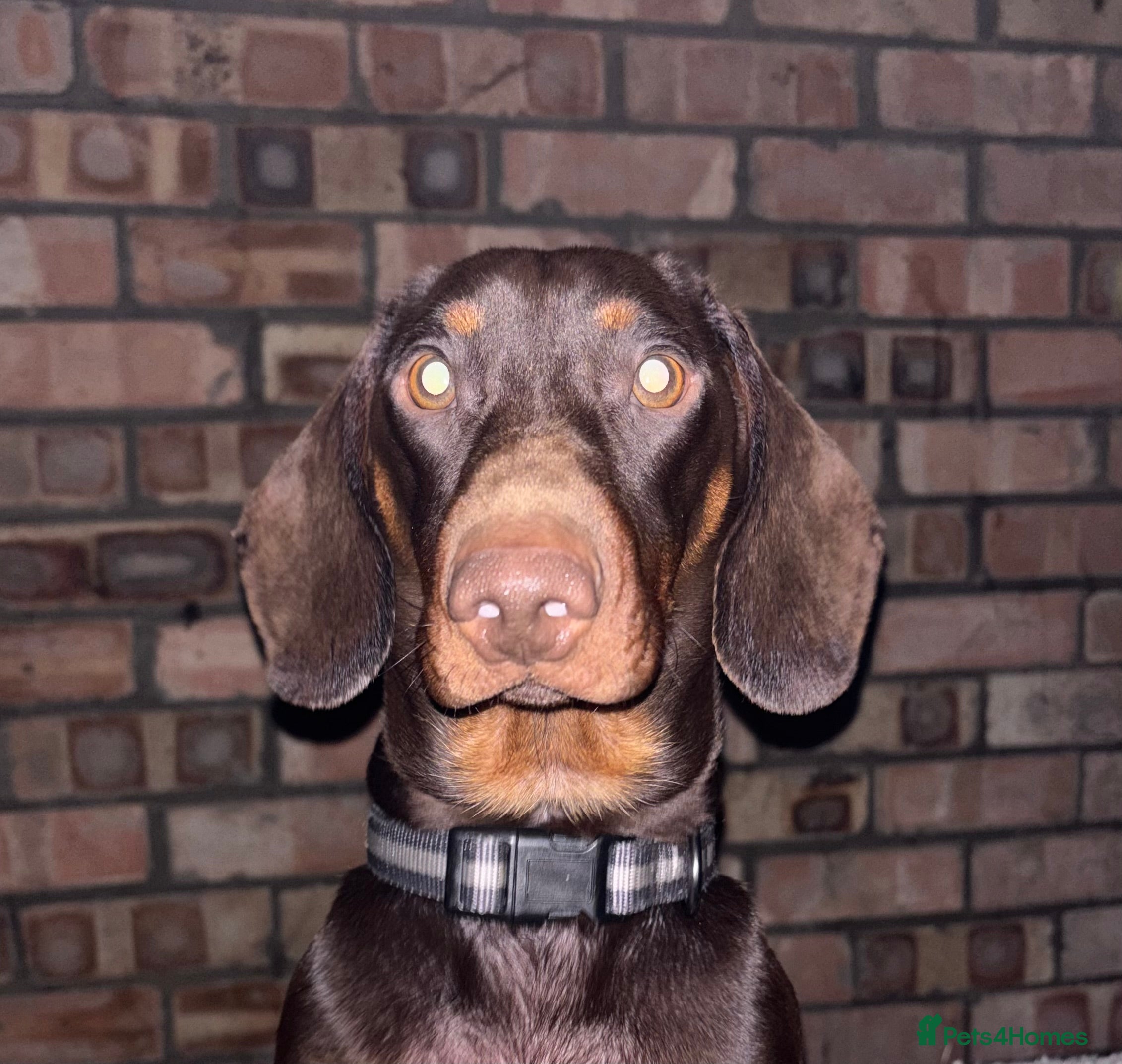 Dachshund dogs 1 year old entire male  in Derby - Advert 1