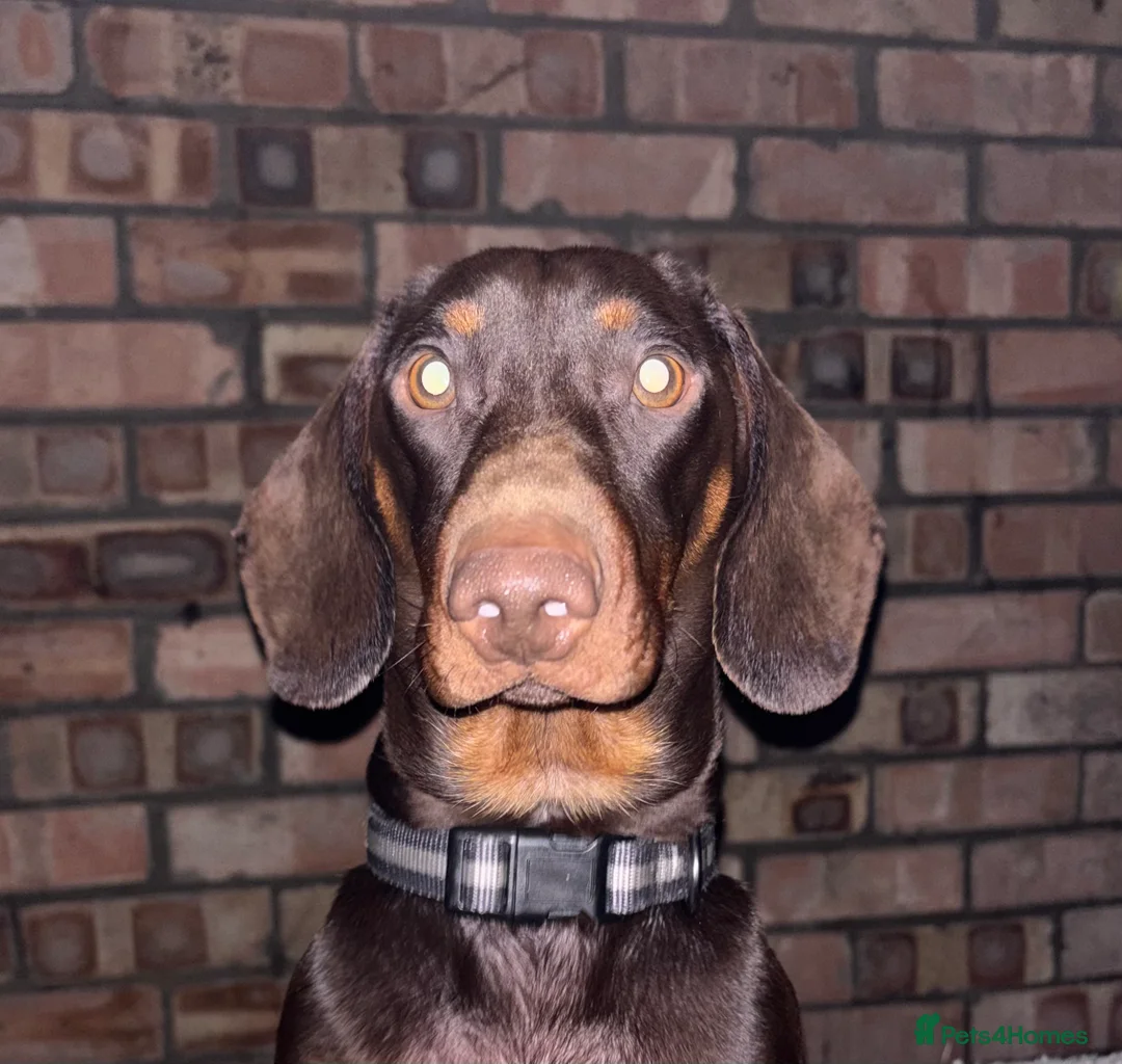 Dachshund dogs for sale: 1 year old entire male  in Derby - Advert 1