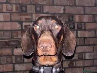Dachshund dogs 1 year old entire male in Derby - Advert 1