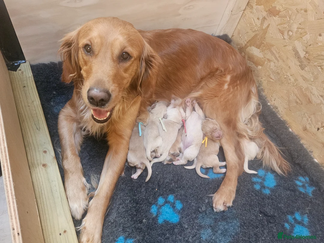 Goldendoodle dogs for sale: Goldendoodle puppies for sale. - Advert 1