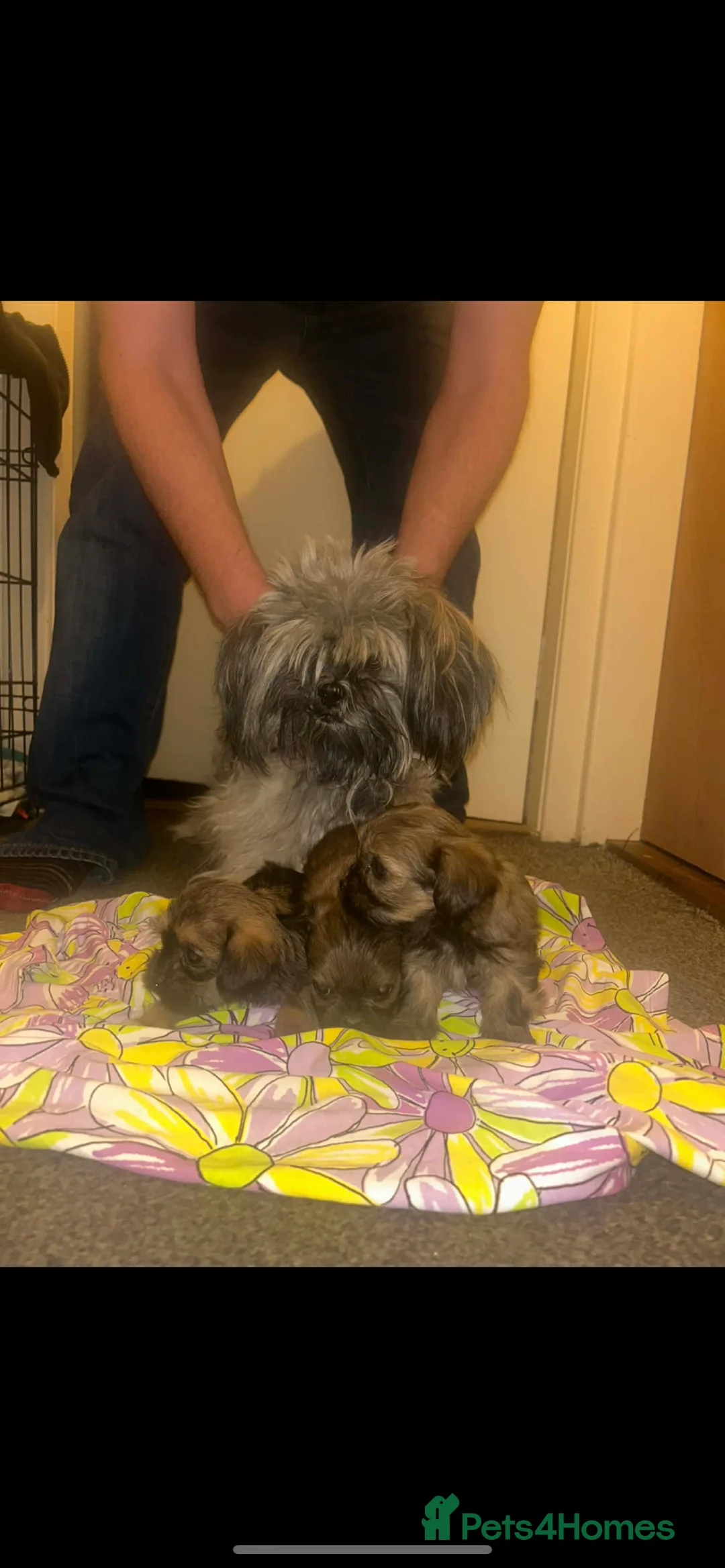 Mixed Breed dogs for sale: For sale  - Advert 3