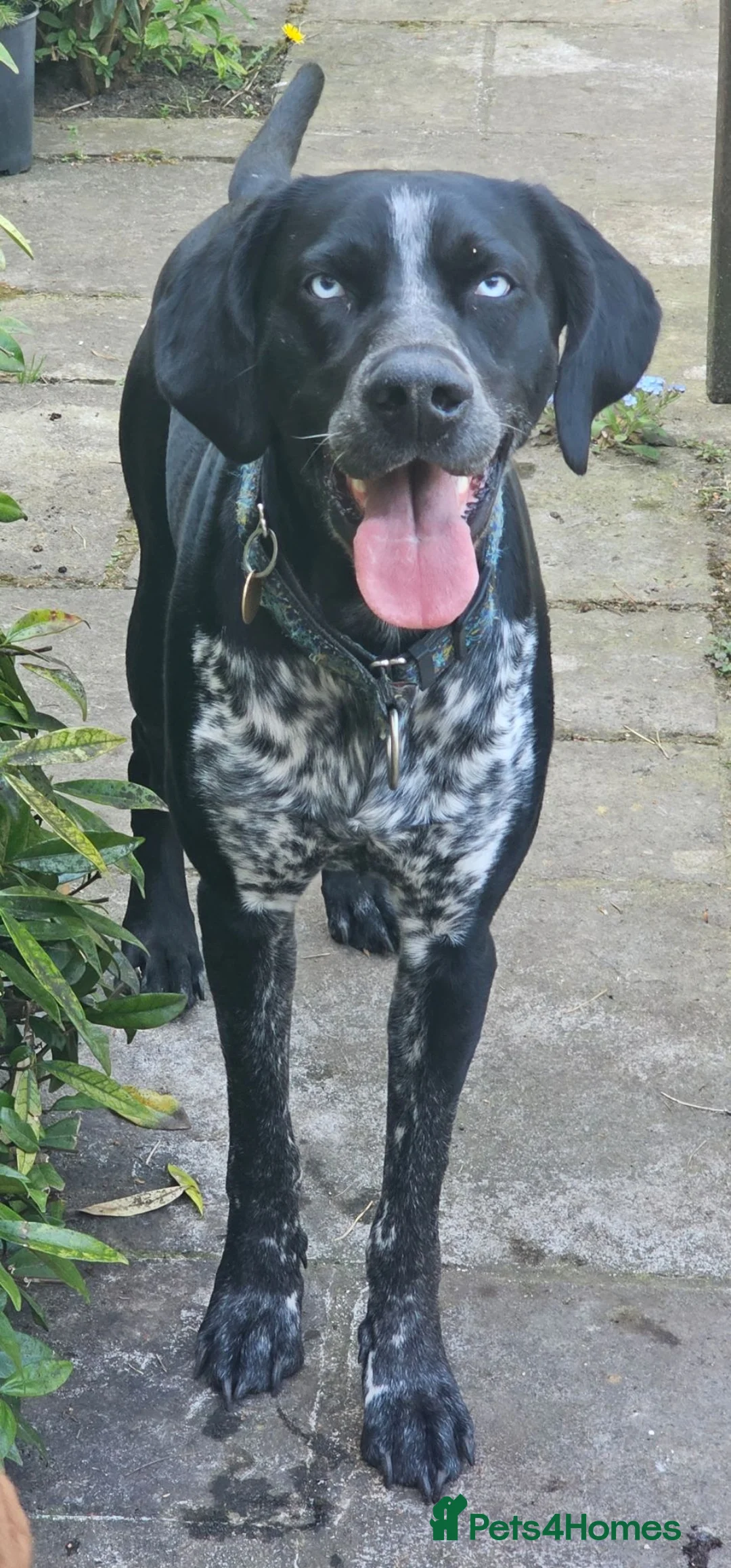Mixed Breed dogs for sale: Labrador X Pointer Cross Puppies - Advert 16