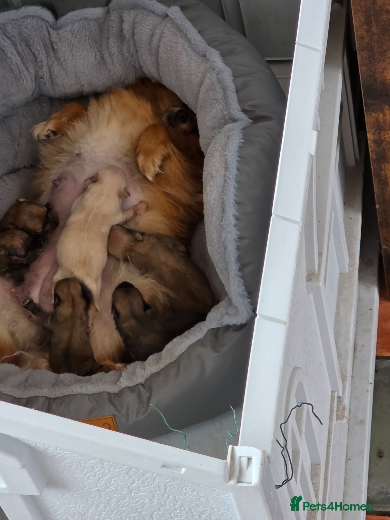 Pomeranian dogs Pom pups - Advert 1