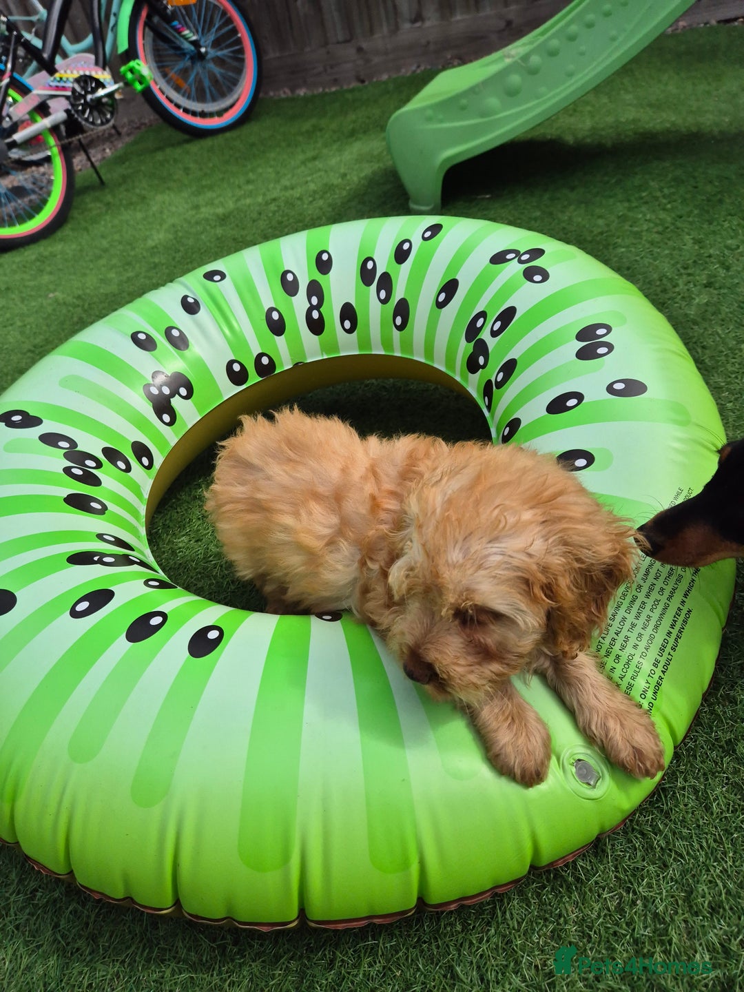 Cockapoo dogs for sale: F1 type cockepoos  - Image 2