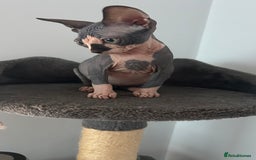 Sphynx cats for sale: Fantastic kittens are looking for new homes. - Image 3