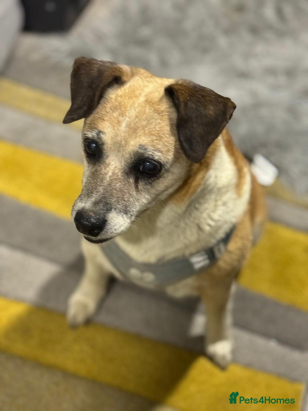 Mixed Breed dogs for adoption: Sweetheart Folti needs her home - Advert 6