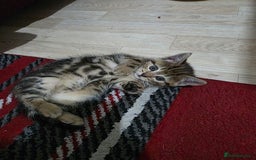 Mixed Breed cats for sale: 2 lovely girls looking for forever home  - Image 3