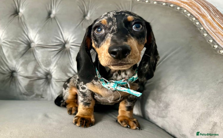 Miniature Dachshund dogs READY NOW Miniature Dachshund Puppies - Advert 1