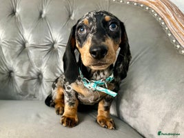 Miniature Dachshund dogs - Advert 16