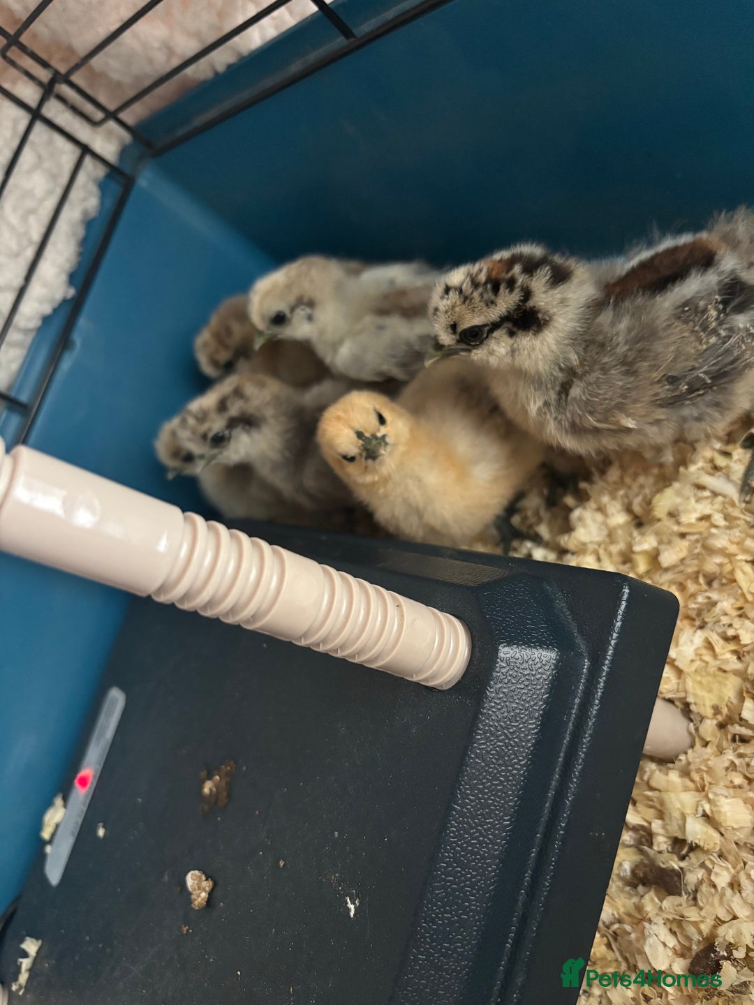 Chickens poultry for sale: Silkie chicks  - Advert 5