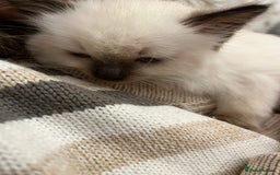 Ragdoll cats for sale:  Last stunning GCCF ragdoll girl - Image 2